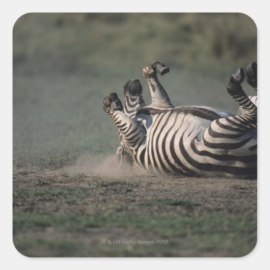 Sticker Carré Réserve nationale du Masai Mara, Kenya 2 (Devant)