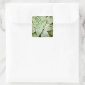 Sticker Carré Ressort Succulent (Sac)