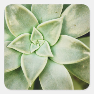 Sticker Carré Ressort Succulent