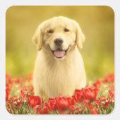 Sticker Carré Retraite d'or en fleurs rouges (Devant)