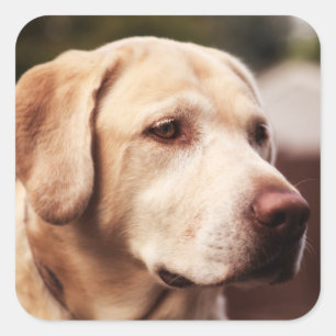 Sticker Carré Retriever du Labrador