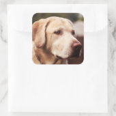 Sticker Carré Retriever du Labrador (Sac)