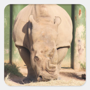 Sticker Carré rhinocéros blanc