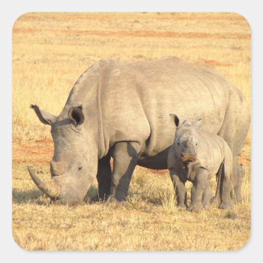 Sticker Carré rhinocéros mignons en afrique (Devant)