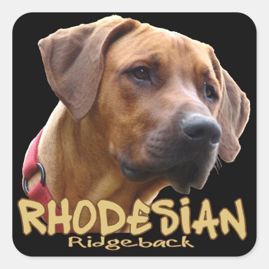 Sticker Carré Rhodesian Ridgeback (Devant)