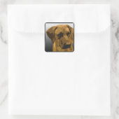 Sticker Carré Rhodesian Ridgeback (Sac)