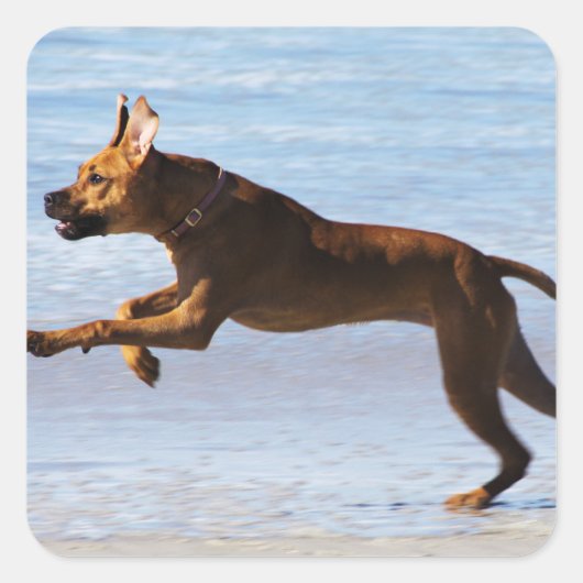 Sticker Carré Rhodesian Ridgeback - Leap (Devant)