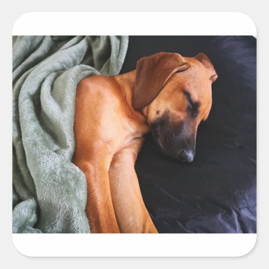 Sticker Carré rhodésien-ridgeback-snuggy (Devant)