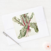 Sticker Carré Rhubarb Chard 1992 (Enveloppe)