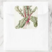 Sticker Carré Rhubarb Chard 1992 (Sac)