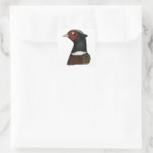 Sticker Carré Ringneck Pheasant Head (Sac)