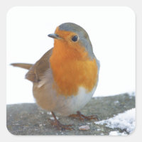 Robin Red Breast