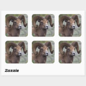 Sticker Carré Rocky Mountain Bighorn Sheep Ram (Feuille)