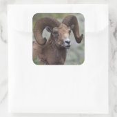 Sticker Carré Rocky Mountain Bighorn Sheep Ram (Sac)