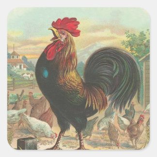 Sticker Carré Rooster