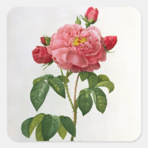 Sticker Carré Rosa Gallica Aurelianensis