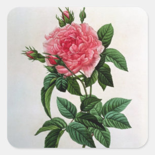 Sticker Carré Rosa Gallica Regallis