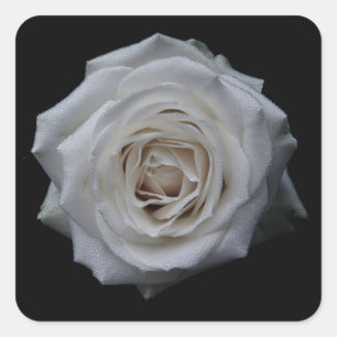 Sticker Carré Rose blanche
