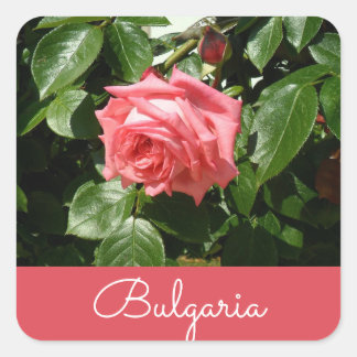 Sticker Carré Rose bulgare