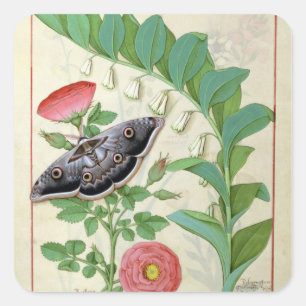 Sticker Carré Rose et Polygonatum