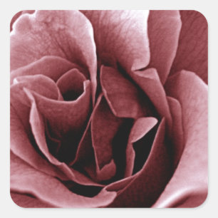 Sticker Carré Rose Fleur Monochrome de Près