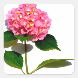Sticker Carré Rose Hydrangea rose fleur rose rose floral