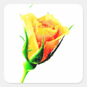 Sticker Carré Rose jaune