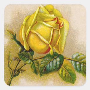 Sticker Carré Rose jaune Antique Vintage Imprimer Art
