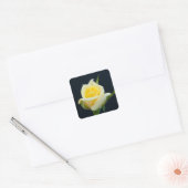 Sticker Carré Rose jaune sur l'arrière - plan noir (Enveloppe)