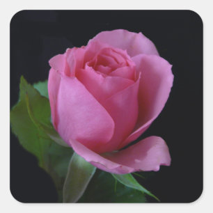 Sticker Carré Rose rose AH2011