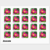 Sticker Carré Rose rose chaud (Feuille)