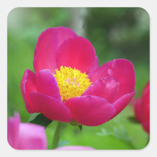 Sticker Carré Rose rose chaud