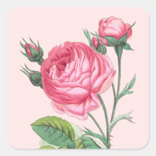 Sticker Carré Rose rose florale moderne pastel
