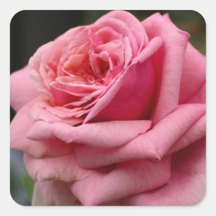 Sticker Carré Rose rose I Jolie photo florale