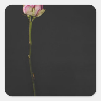 Sticker Carré Rose rose rose 3