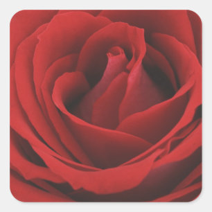 Sticker Carré Rose rouge de floraison