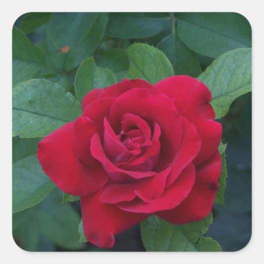Sticker Carré Rose rouge de près (Devant)