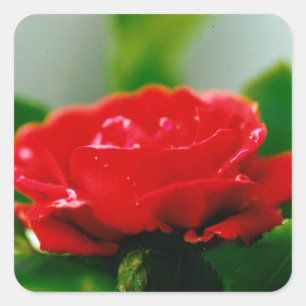 Sticker Carré Rose rouge du matin recouverte de gouttes de rosée
