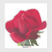 Sticker Carré Rose rouge - Red rose  (Feuille)