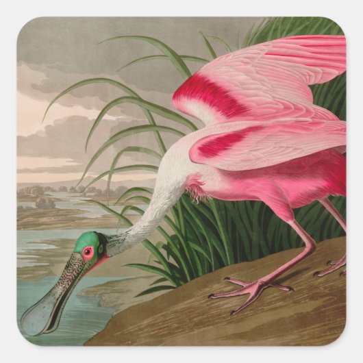 Sticker Carré Rose Spoonbill Birds of America Audubon Print (Devant)