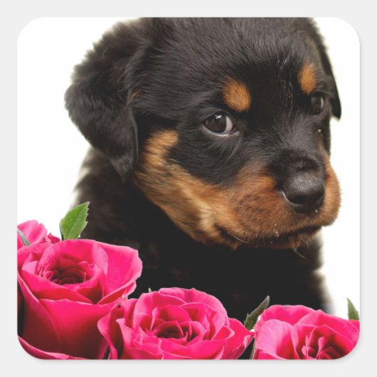 Sticker Carré Rose Valentin Rottweiler Puppy (Devant)