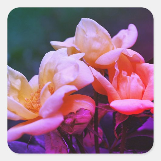 Sticker Carré Rosebuds teintés Floral (Devant)