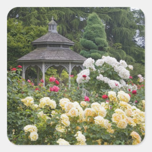 Sticker Carré Roses en fleurs et roseraie du belvédère à