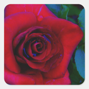 Sticker Carré Roses rouges aux tons bleus