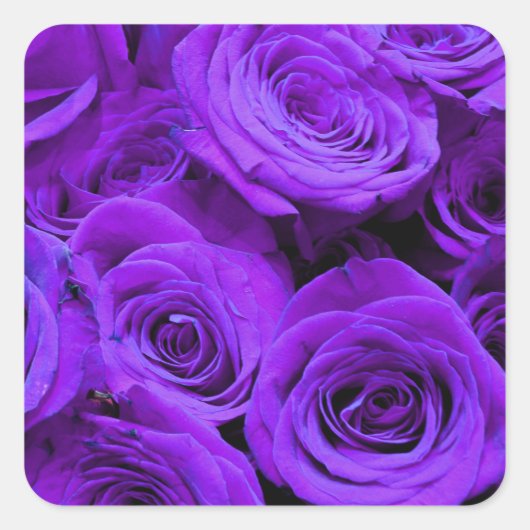 Sticker Carré roses violet romantique, joli bouquet de rose (Devant)
