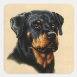 Sticker Carré Rottweiler