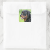 Sticker Carré rottweiler (Sac)