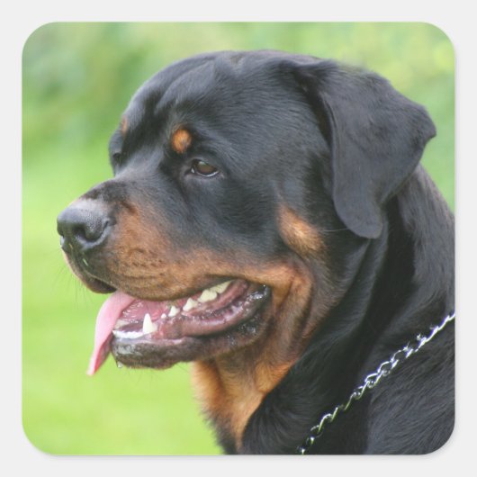Sticker Carré rottweiler (Devant)