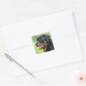 Sticker Carré rottweiler (Enveloppe)
