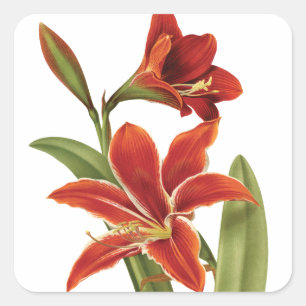 Sticker Carré Rouge Amaryllis Fleur de Noël Vintage Botanique